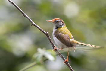 A Common Tailorbird Foraging - Kostenloses image #483231