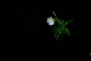 Saponaria officinalis 2 - Free image #483431