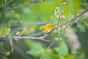 An Oriental White-Eye late in the evening - Kostenloses image #483501