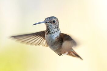 Hummingbird - Sept. 20 2021 - image gratuit #483511 