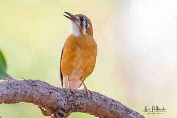 An Orange Headed Thrush on a lovely perch - Free image #483531