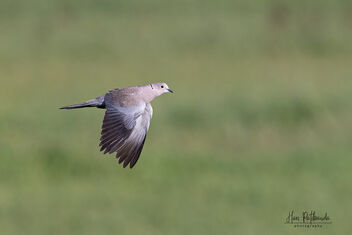 An Eurasian Collared Dove in Flight - image gratuit #483561 