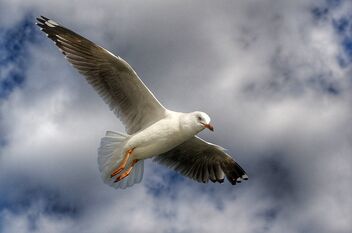Silver gull Aust. - Kostenloses image #483661