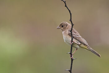 A Mrs. Black Headed Bunting on the roadside - Kostenloses image #483671