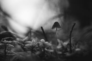 Small Fungi 18 - Kostenloses image #483681