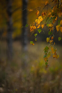 [Autumn Colors 4] [Birch Forest] - Free image #483801