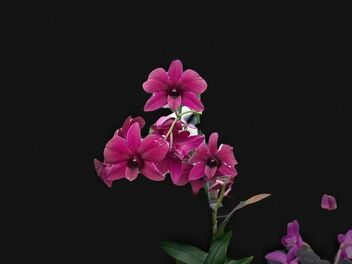 Orchids - image #483841 gratis