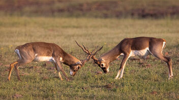 A pair of Blackbucks fighting for the herd - Free image #483881