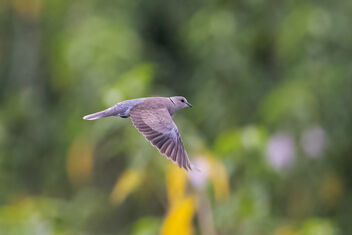 A Red Collared Dove in Flight - image gratuit #483951 