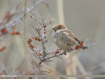 Spanish Sparrow (Passer hispaniolensis) - image #483971 gratis