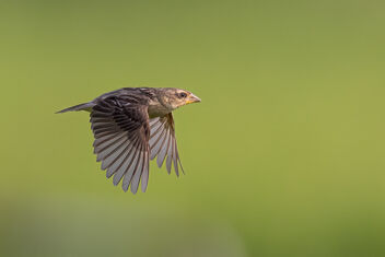 A Baya Weaver in Flight over a Paddy field - image gratuit #484081 