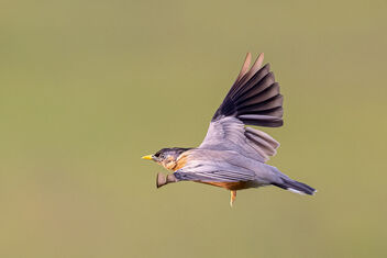 A Brahminy Starling in Flight. - image #484221 gratis