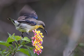 A Purple Sunbird grabbing the nectar from the flowers - бесплатный image #484321