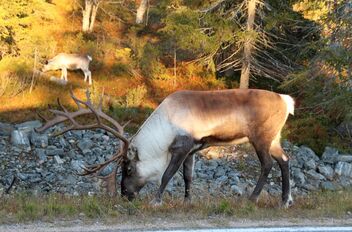 Handsome male reindeer - Free image #484351