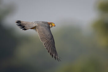 A Red Necked Falcon Taking Flight - бесплатный image #484381