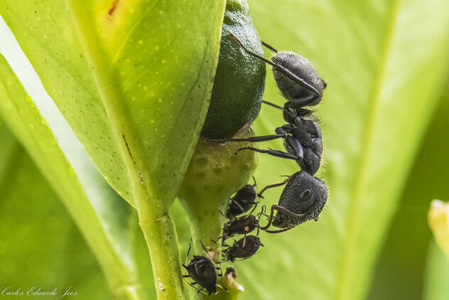 Black garden ant - image #484431 gratis