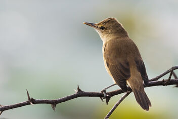 A noisy Clamorous Reed Warbler near the water - бесплатный image #484711