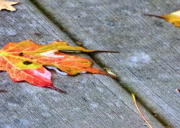 Autumn Color - бесплатный image #484721
