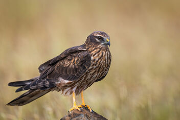 Resting time for the Montagu's Harrier - Kostenloses image #484731