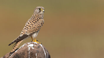 A Common Kestrel on a lovely perch - Kostenloses image #484881