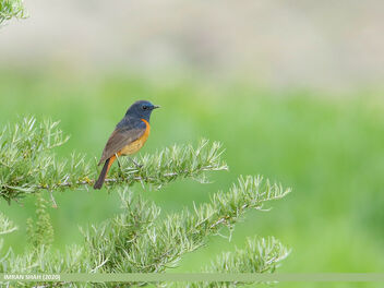Blue-fronted Redstart (Phoenicurus frontalis) - Free image #484961