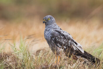 A Montagu's Harrier male ready for roosting in the evening - image gratuit #484981 