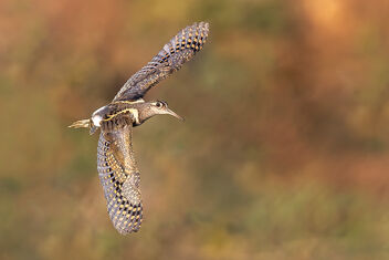 A Beautiful Greater Painted Snipe in Flight - image #485031 gratis