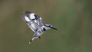 A Pied Kingfisher in a hunt - image #485291 gratis