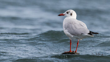 A Black Headed Gull in the water - image #485391 gratis