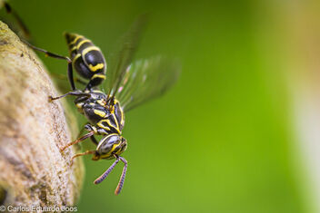 Yellow-banded Polybia Wasp Polybia occidentalis - image #485471 gratis