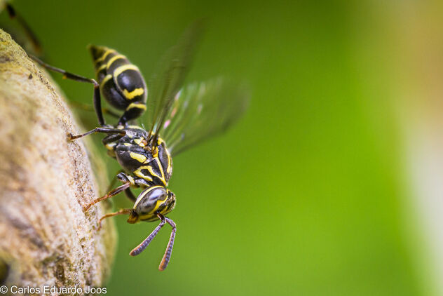Yellow-banded Polybia Wasp Polybia occidentalis - image #485471 gratis