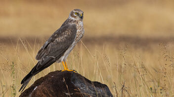 A Pallid Harrier ready for roosting in the evening - Kostenloses image #485501