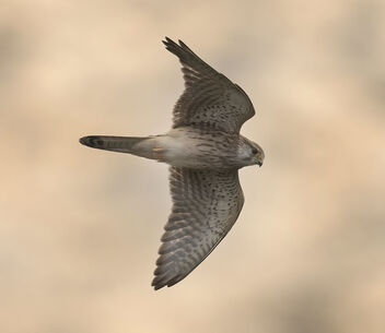 Kestrel hunting over moorland - Falco tinnunculus - Free image #485581