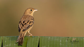 A Female Black Headed Bunting on a Banana Leaf - Kostenloses image #485611