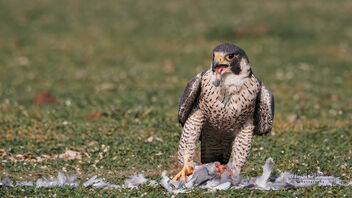 A Peregrine Falcon making a meal of a Pigeon - бесплатный image #485671
