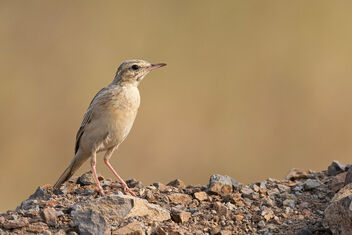 A Tawny Pipit in the grasslands - Free image #485691