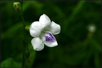 White small flower - image #485761 gratis