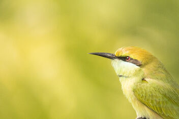 bee eater - Free image #485801