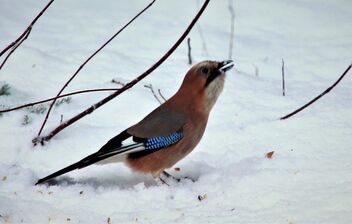 Jay on the snow - Kostenloses image #485811