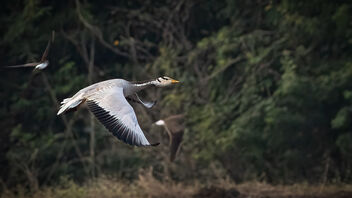A Bar Headed Geese in Flight` - image gratuit #485851 