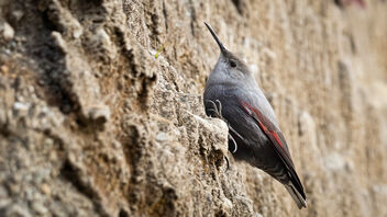 A Wallcreeper foraging on the vertical walls of a hill - бесплатный image #486091