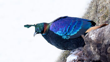 A Himalayan Monal in the snow - Kostenloses image #486161