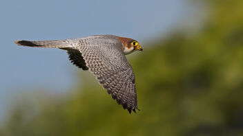 A Red Necked Falcon in Flight - Kostenloses image #486211
