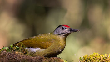 A Grey headed woodpecker in action - image #486371 gratis