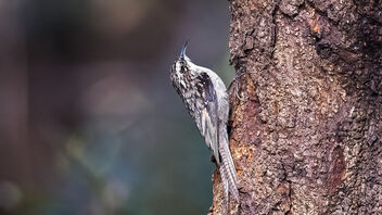 A Bar Tailed Treecreeper looking for insects on the tree - image #486481 gratis
