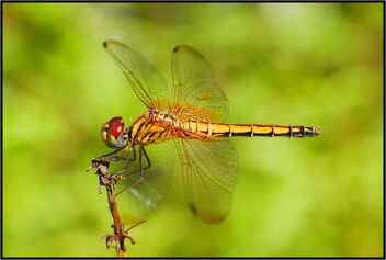 Golden dragonfly - image #486511 gratis