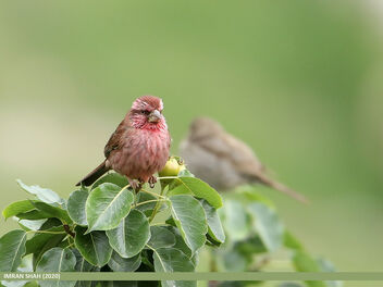 Red-Mantled Rosefinch (Carpodacus rhodochlamys) - Free image #486571