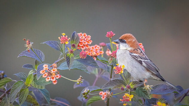 A Russet Sparrow late in the evening - Free image #486681