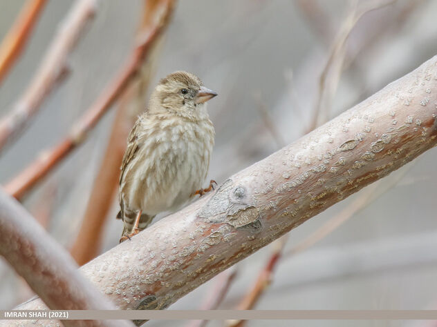 Rock Sparrow (Petronia petronia) - image #486961 gratis