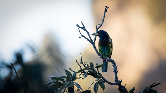 A Great Barbet Late Evening - image #487161 gratis